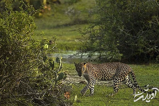 تصاویر منتخب حیات وحش در یک هفته